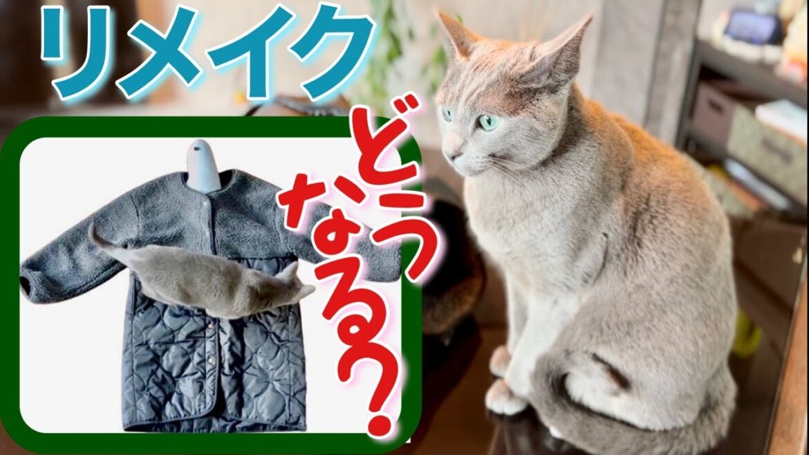 ロシアンブルー | キャットハウスを古着で作ってみました！ [Russian Blue cat Kotetsu] Making a cat house out of old clothes