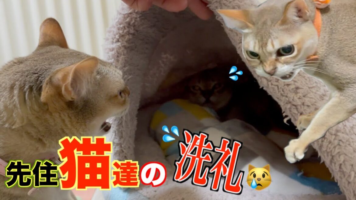新人ねこ君☆先輩ねこ達に怒られる！！