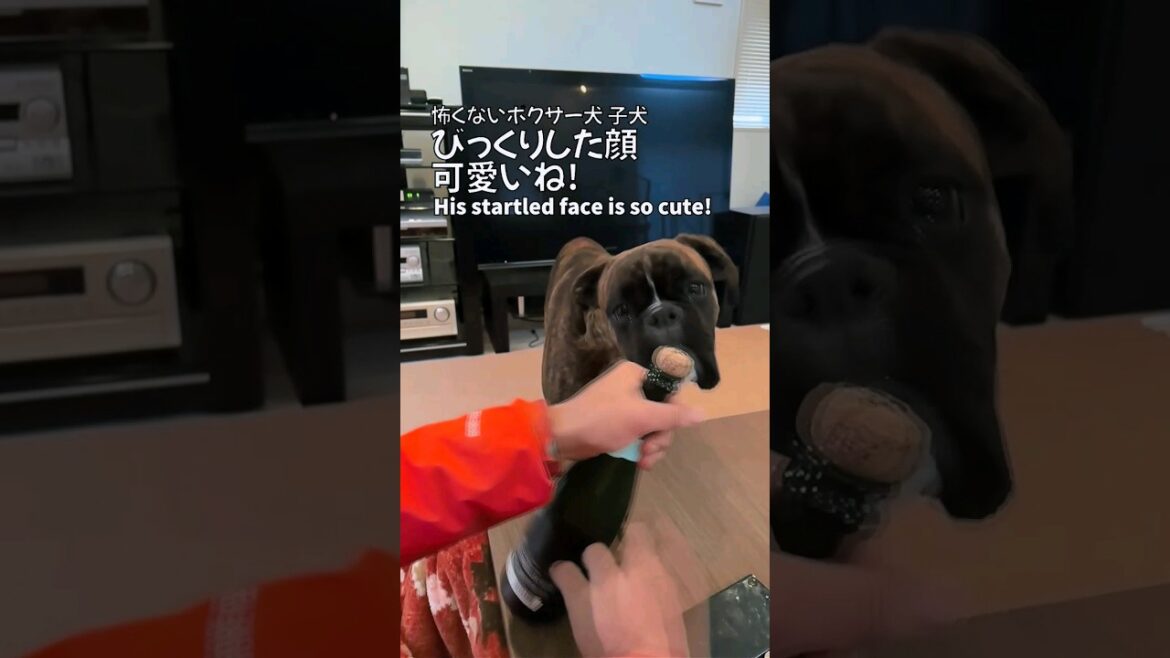 驚く顔が可愛いね！#shorts #boxerdog #ボクサー犬