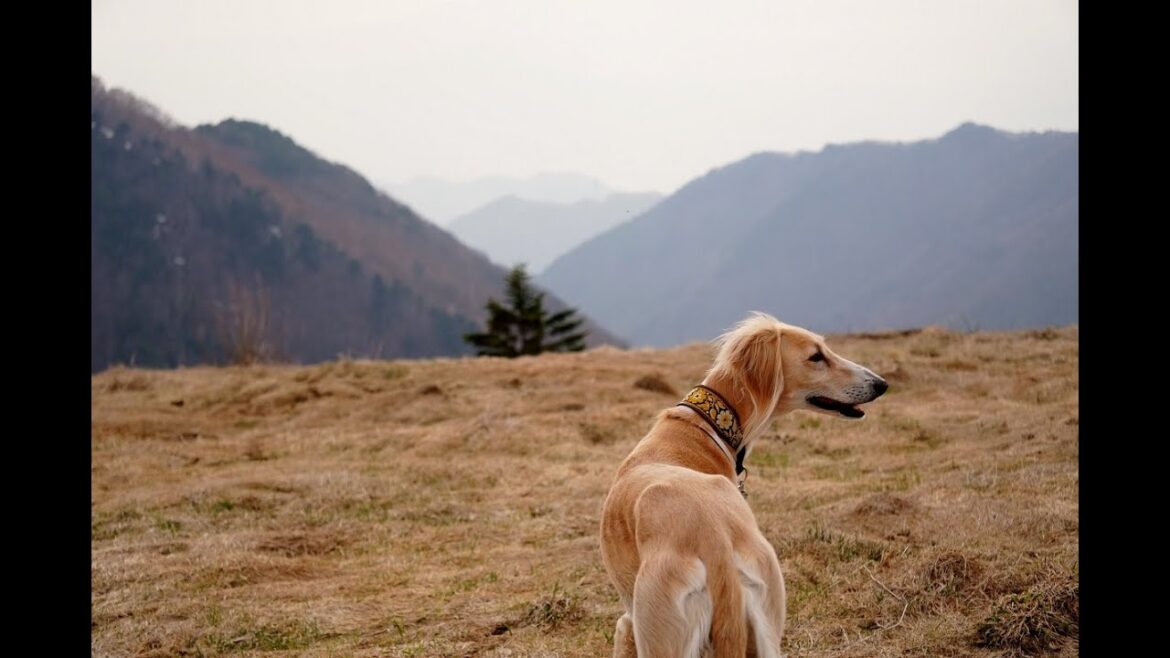 サルーキ　れぴ！草原で待ちくたびれて♪（Saluki）