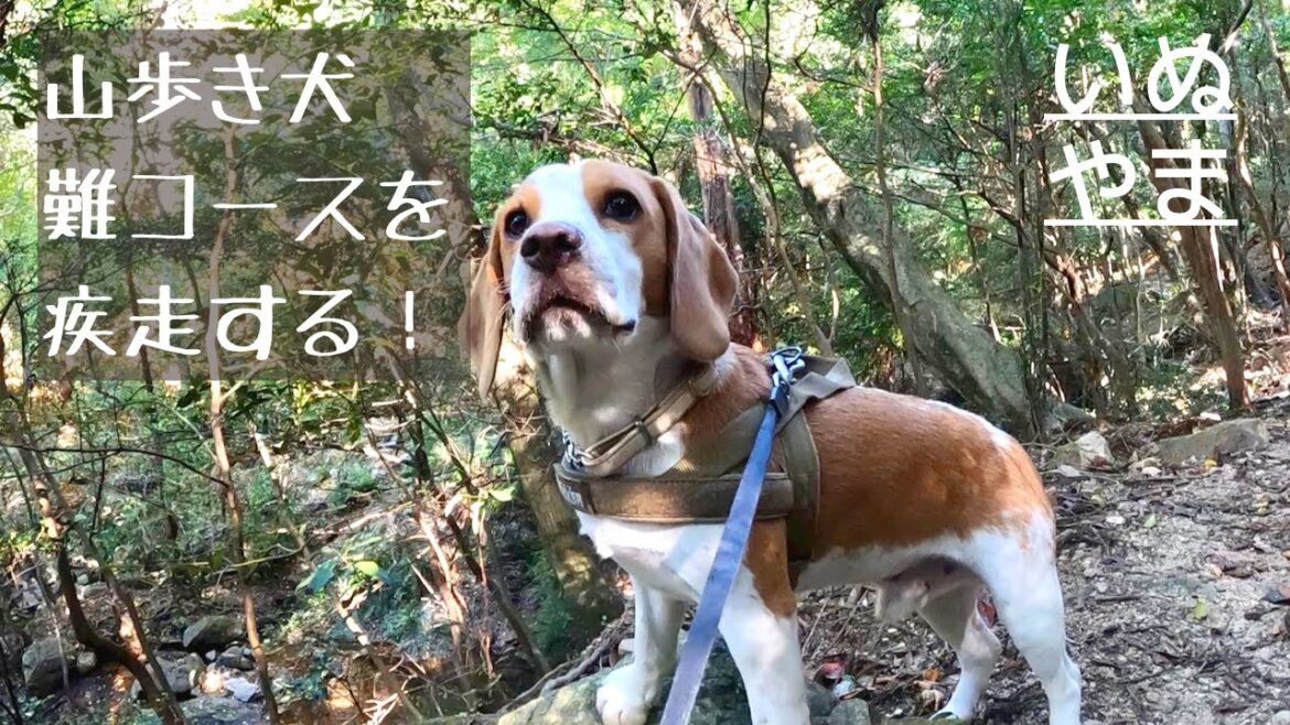 レモンビーグルと一緒に地蔵谷を疾走したよ