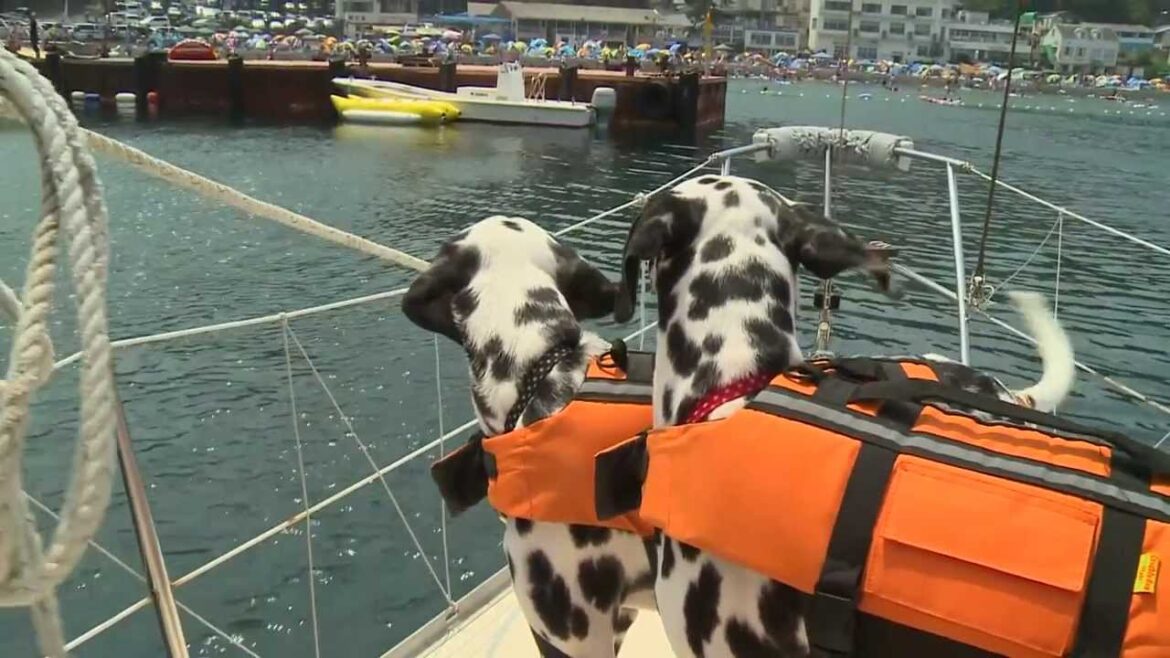 ヨットとダルメシアン