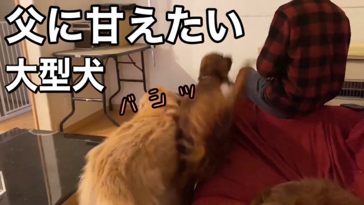 父と遊びたくてみんなを蹴散らすアイリッシュセッター
