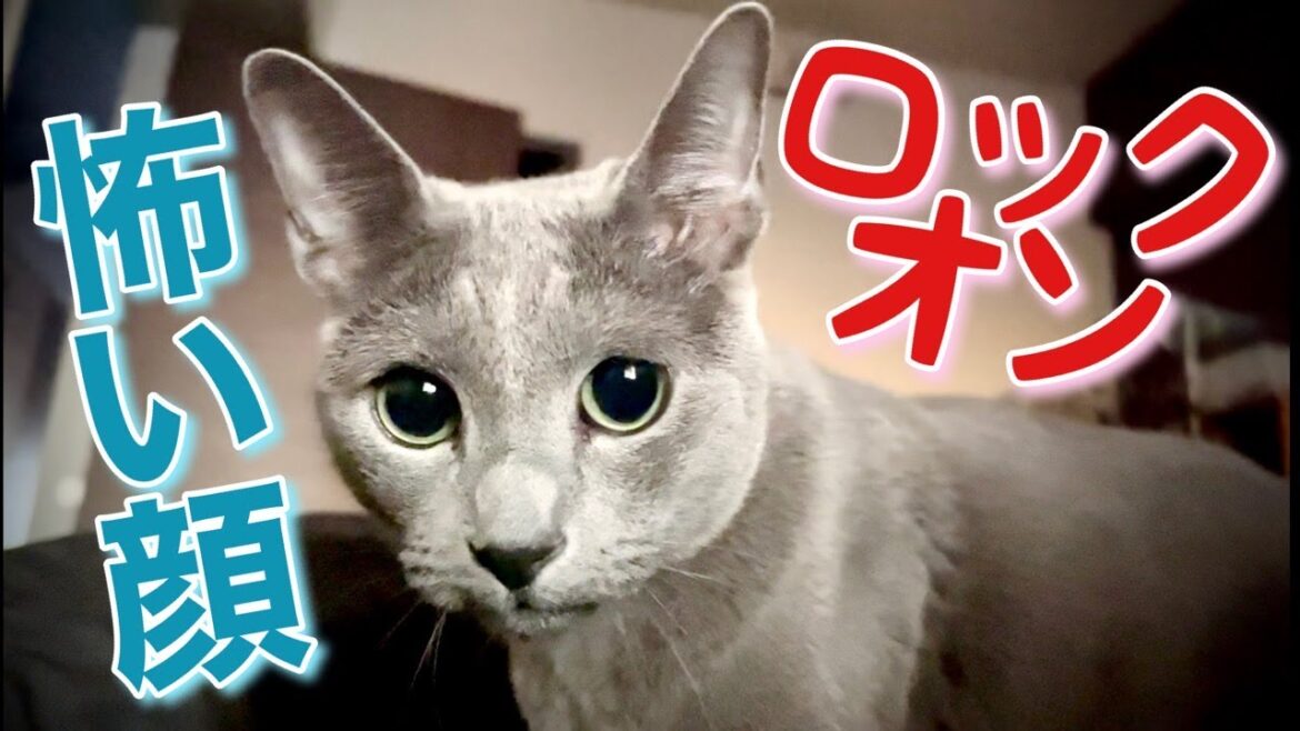 猫をかぶる~こてつが凶暴になる時【ロシアンブルー】Russian Blue cat Kotetsu~a puma in cat's clothing,when Kotetsu goes berserk