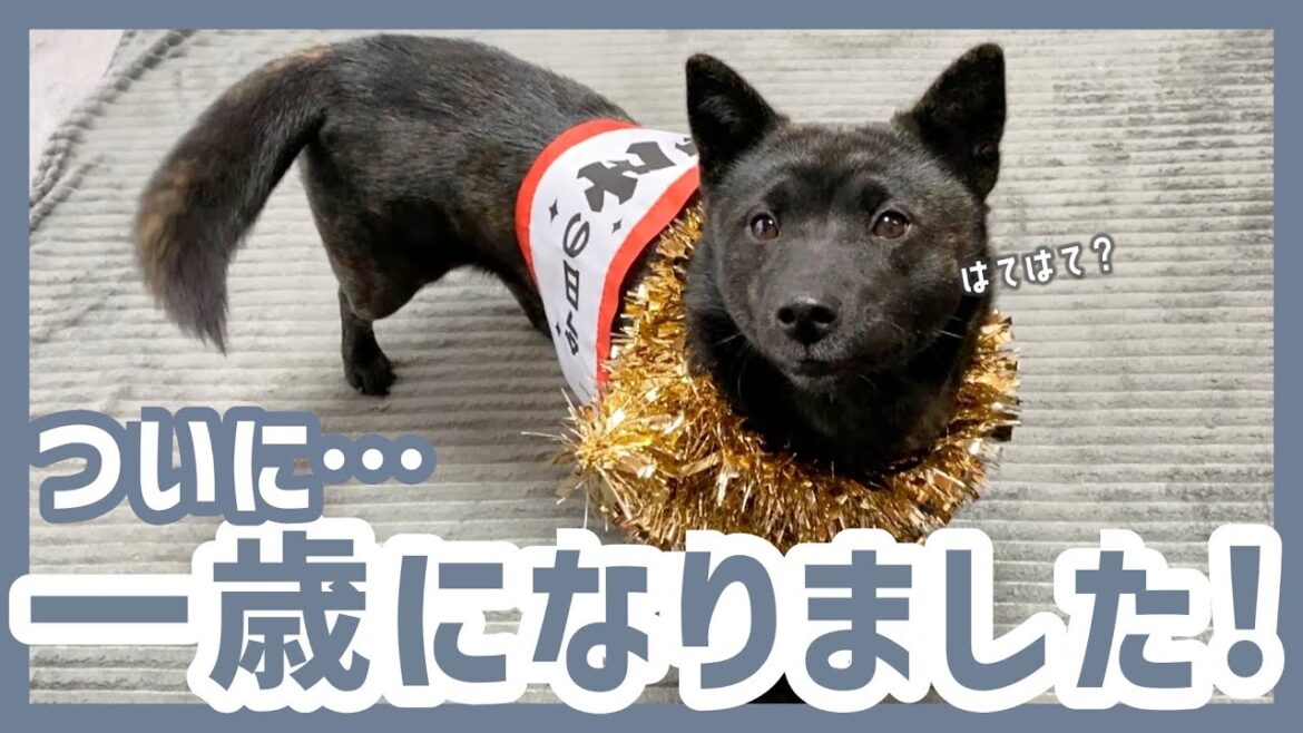 【甲斐犬】ツムギ、お誕生日を迎えてついに一歳に！アレルギーとか色々あったけど、やっぱ健康がいちばんだよ生誕祭！