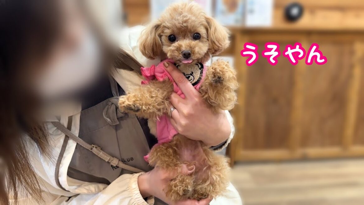 え！1週間でまたトリミング！？【トイプードルのコロン】