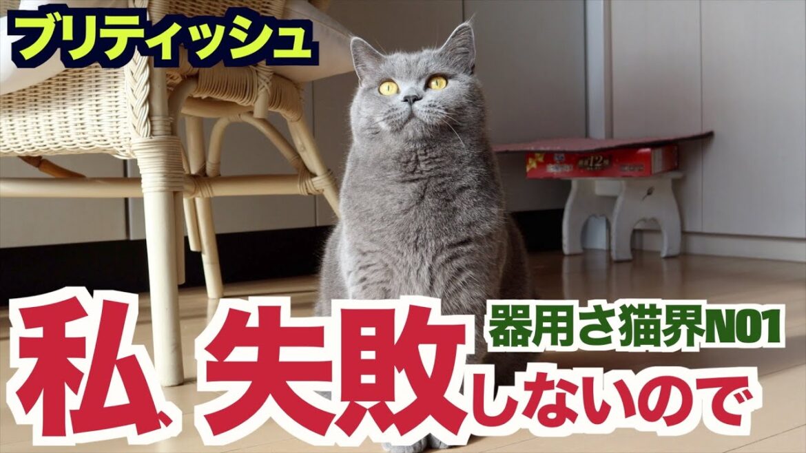 ブリティッシュショートヘア器用さは猫界NO1〜私、失敗しないので〜 ブリティッシュショートヘア器用さは猫界NO1〜私、失敗しないので〜