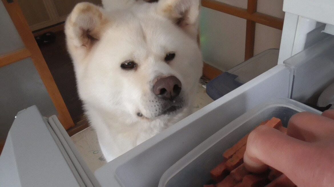 【秋田犬ゆうき】お散歩の準備が長いのでクンクンとウソ泣きをして早めに飼い主をおびき寄せる【akita dog】