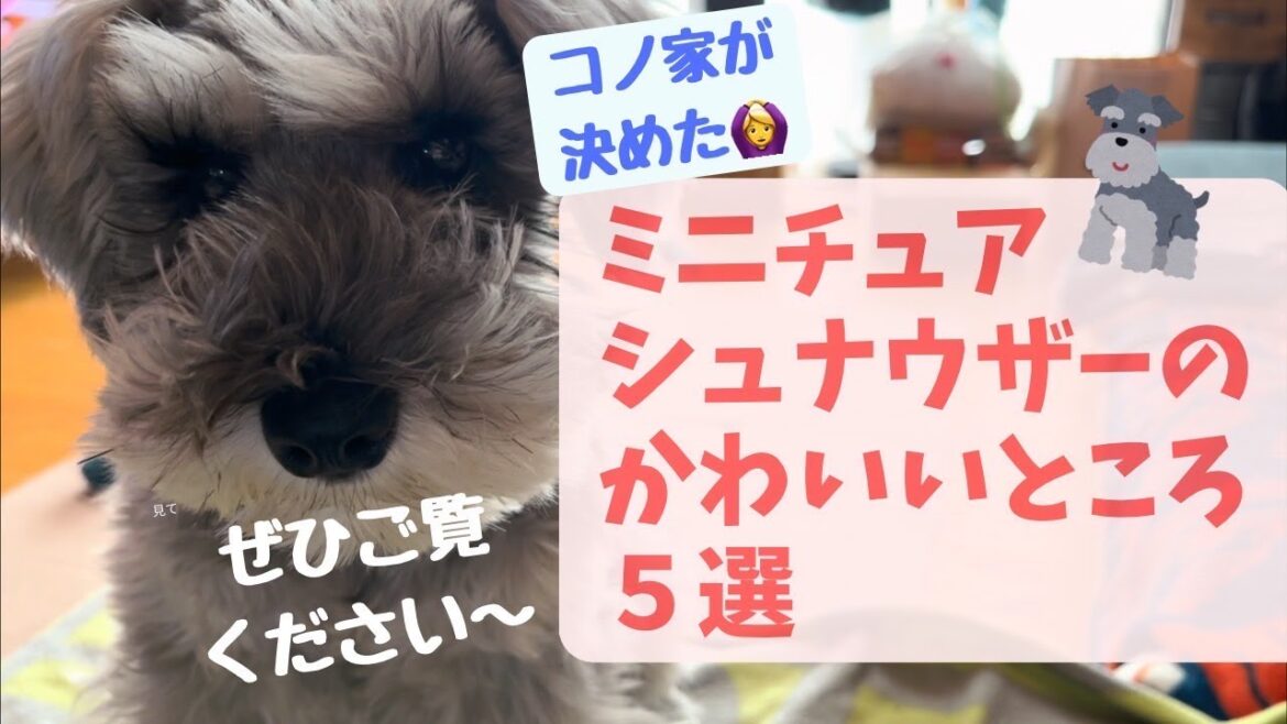 ミニシュナの可愛いところ５選！【ミニシュナのコノさんvlog】