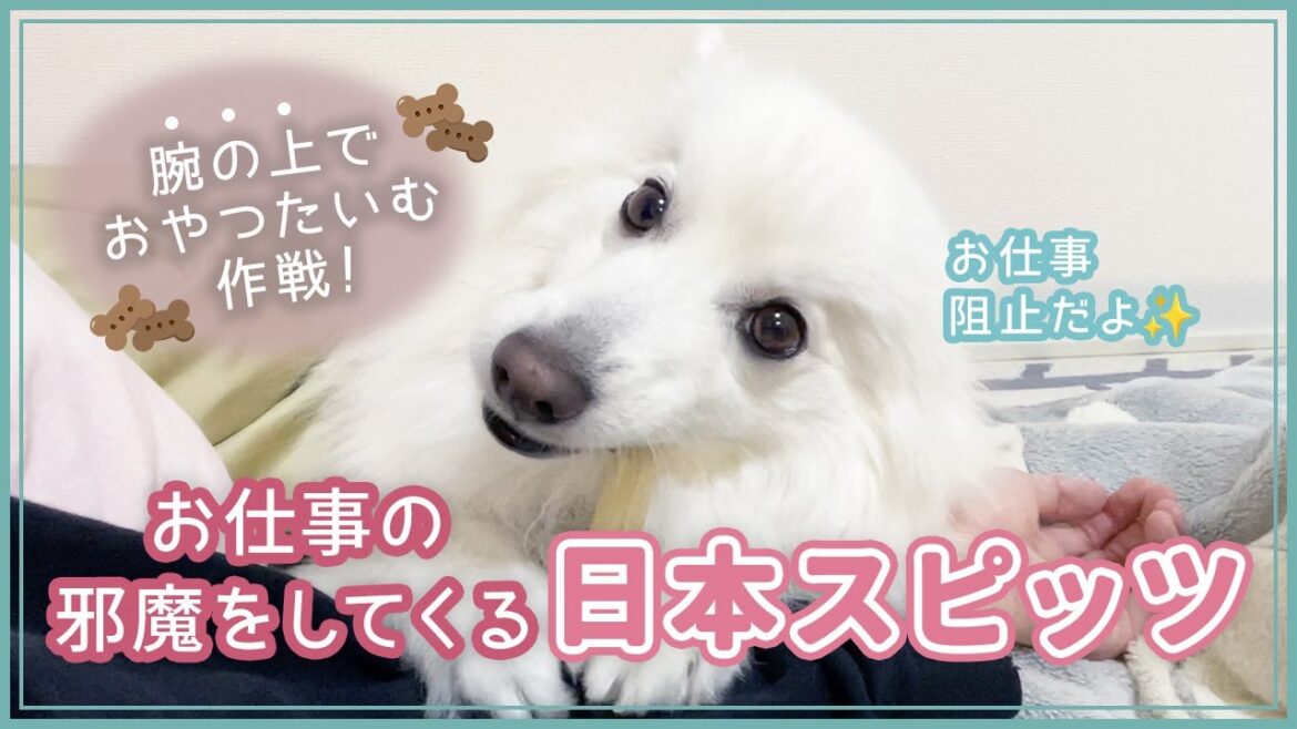 お仕事の邪魔をしてくる日本スピッツがかわいすぎる