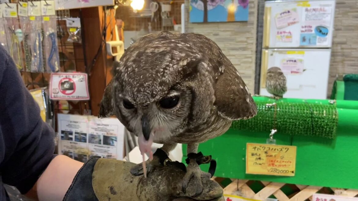 アビシニアンワシミミズク据えてご飯食べるようになりました！（熱帯倶楽部　東川口本店）