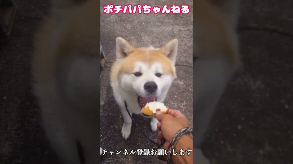 秋田犬アキラ ないしょやで〜　#Shorts