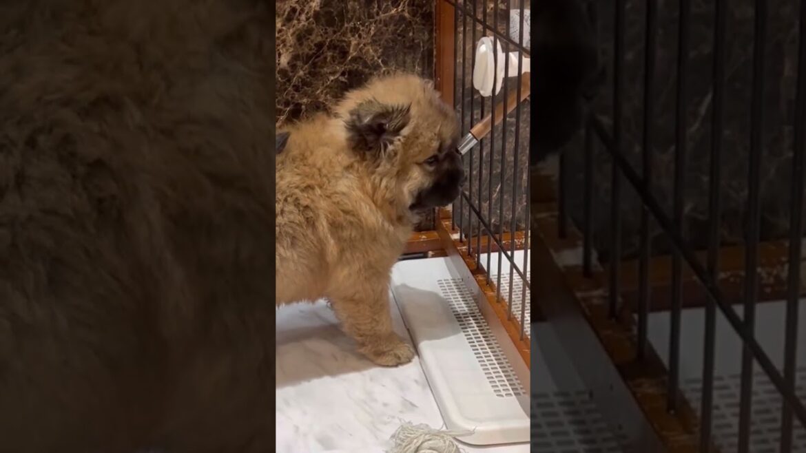 水のガブ飲み🐶可愛すぎ♡ #チャウチャウ #犬  #shorts