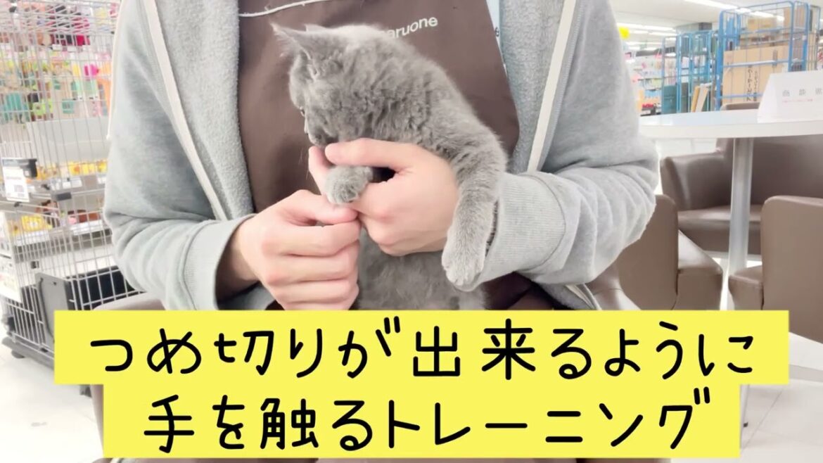 【 ブリティッシュショートヘア 】ハンドリングトレーニングスタート！ブラッシングや爪切り練習