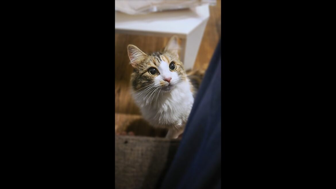 【猫】あまりにも真ん丸な瞳 #shorts #猫 #ノルウェージャンフォレストキャット #かんな #猫のいる暮らし 【猫】あまりにも真ん丸な瞳 #shorts #猫 #ノルウェージャンフォレストキャット #かんな #猫のいる暮らし