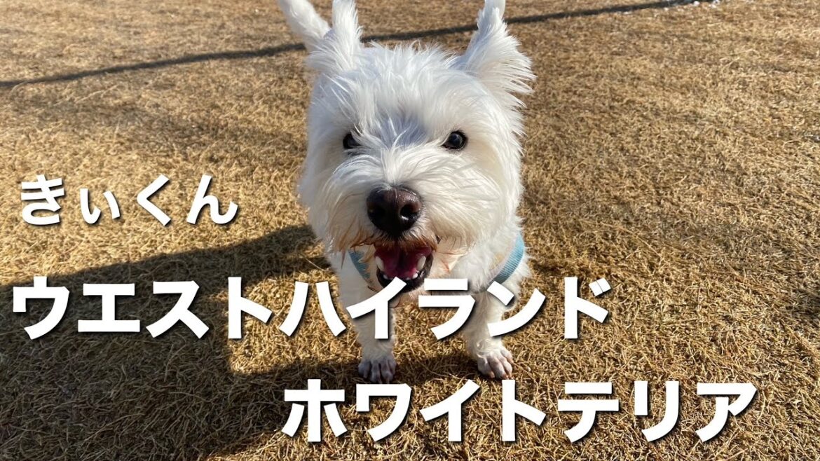 ウエストハイランドホワイトテリア　きぃくん【west highland white terrier】