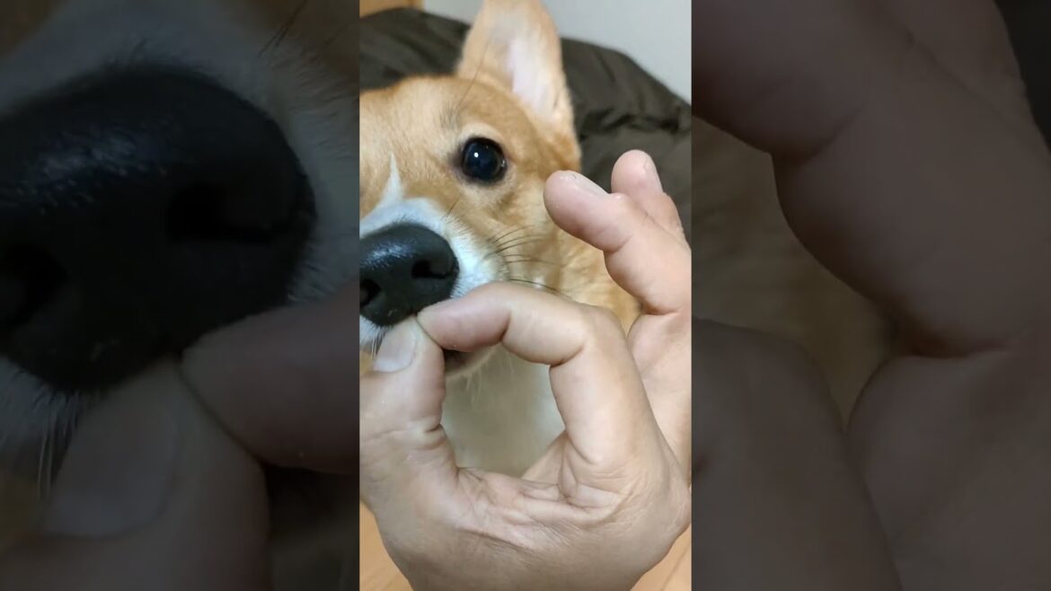 【アニメダンス】コーギー犬と元野良猫【踊ってみた】#anime  #dance