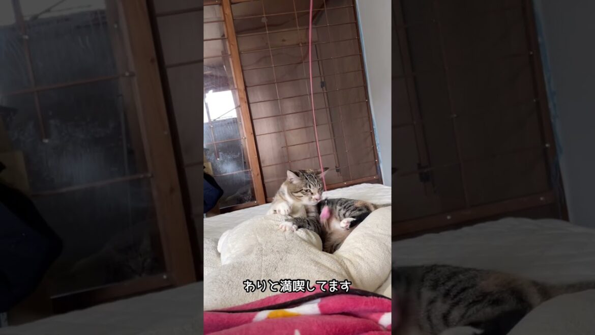 秋田犬長毛秋田犬カイと16匹の猫たちマロン籠城中