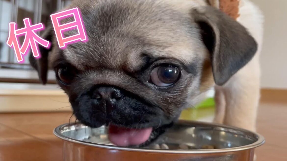 【6パグ目】休日に家族が何をするか感じ取って動き回るパグ犬【パグ犬】