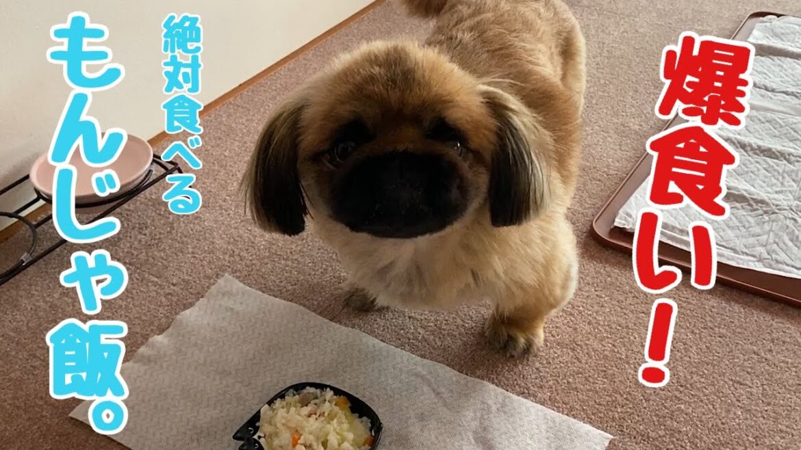 【ペキニーズ】ご飯の食いつきが悪い犬必見！爆食いもんじゃ飯！パート１