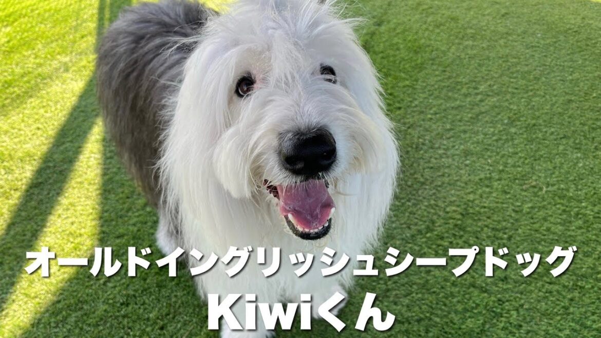 オールドイングリッシュシープドッグ　Kiwiくん【old english sheepdog】