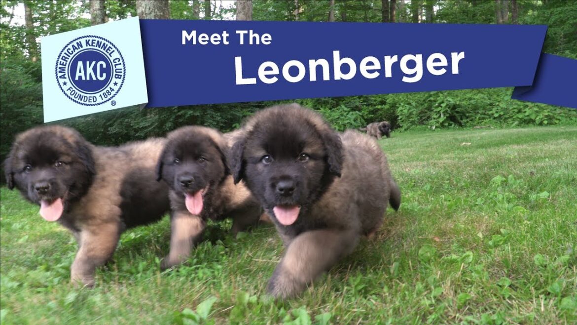 AKC の Meet the Leonberger