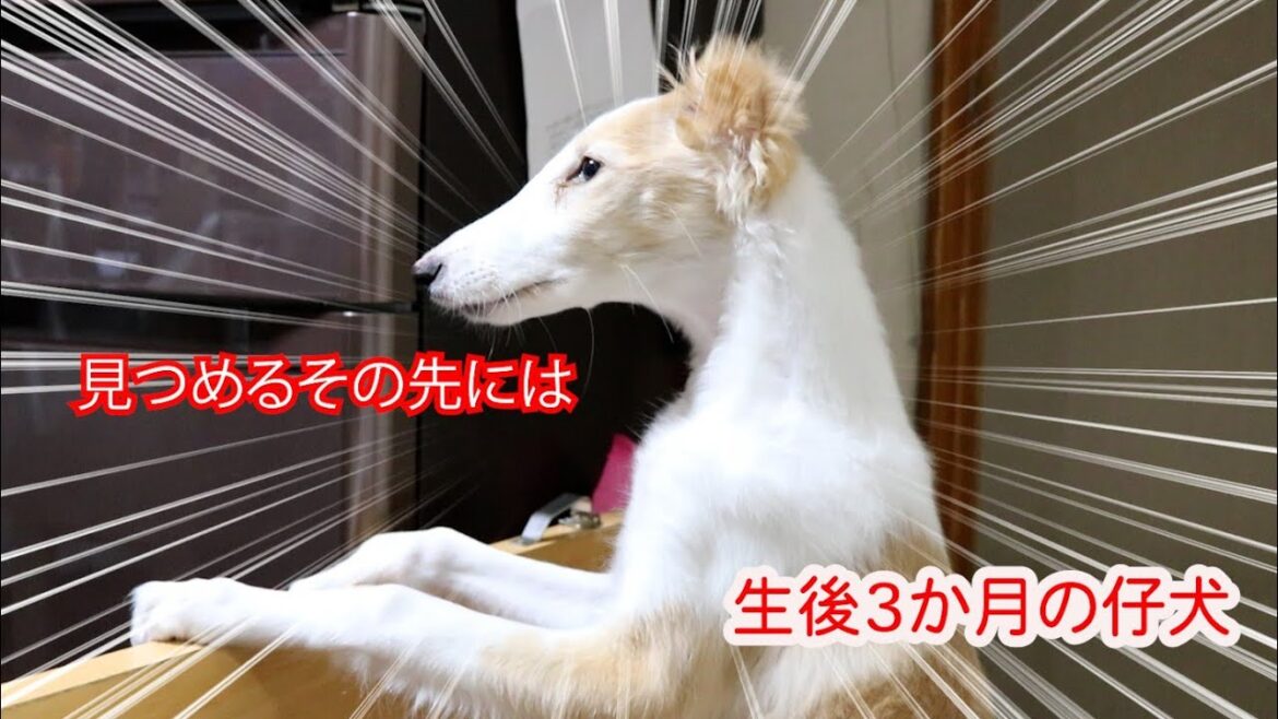 【超大型犬ボルゾイ】まだ生後3か月なのに～～・・・(*_*)