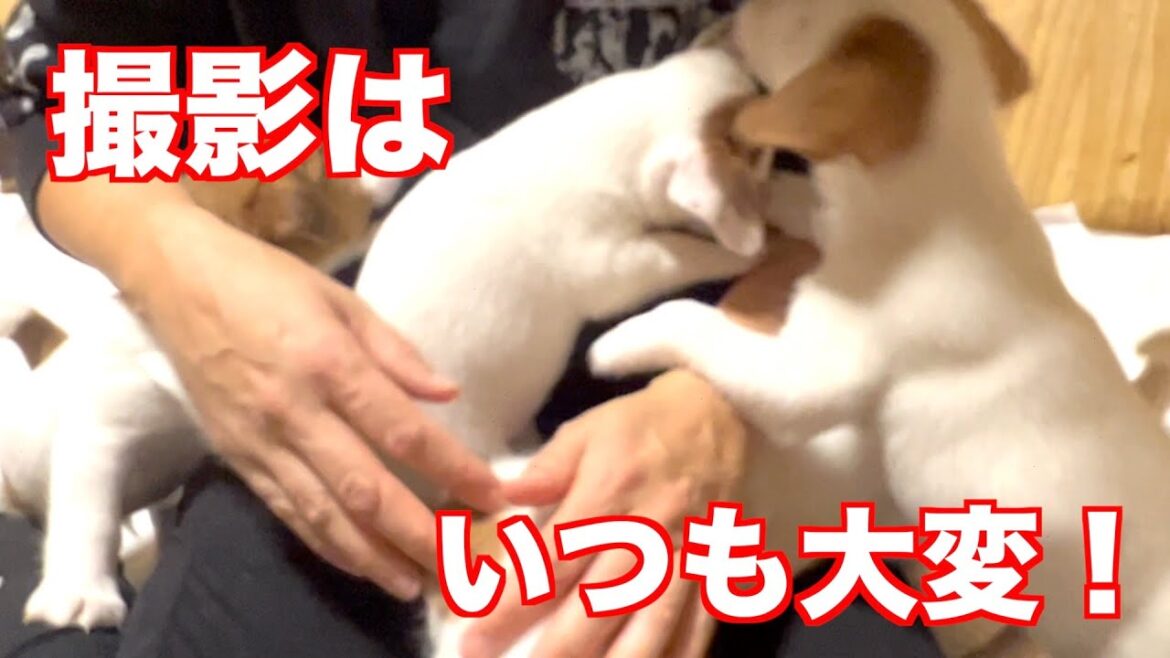 【ジャックラッセルテリア】撮影の裏側をご紹介！撮影するときはいつもこんな感じです動物癒し動画「にくきゅう」