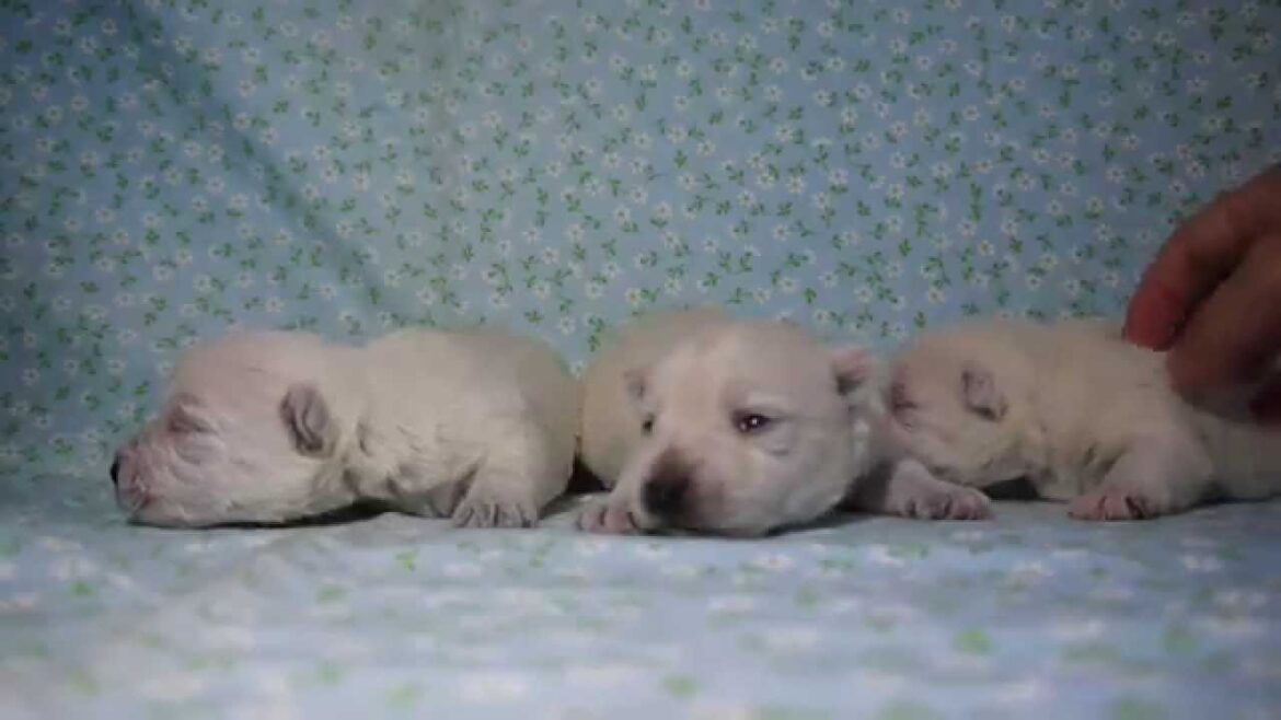 ウエスティ、ウエストハイランドホワイトテリアの子犬を販売神奈川ブリーダー