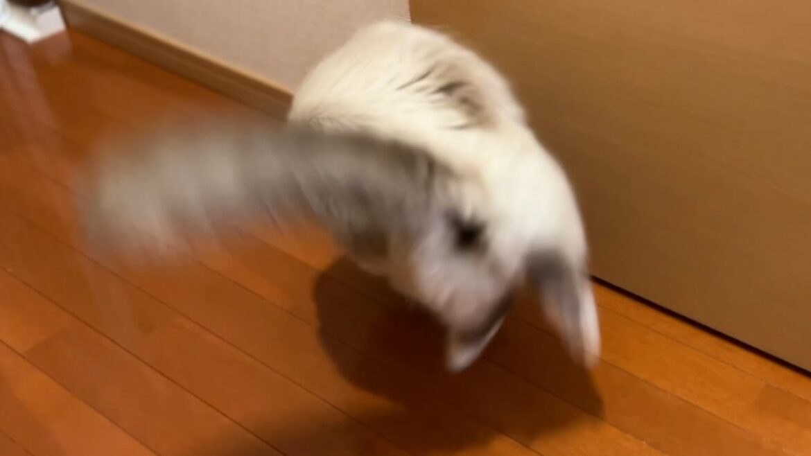 扉の向こうがどうしても気になる猫【バーマン】