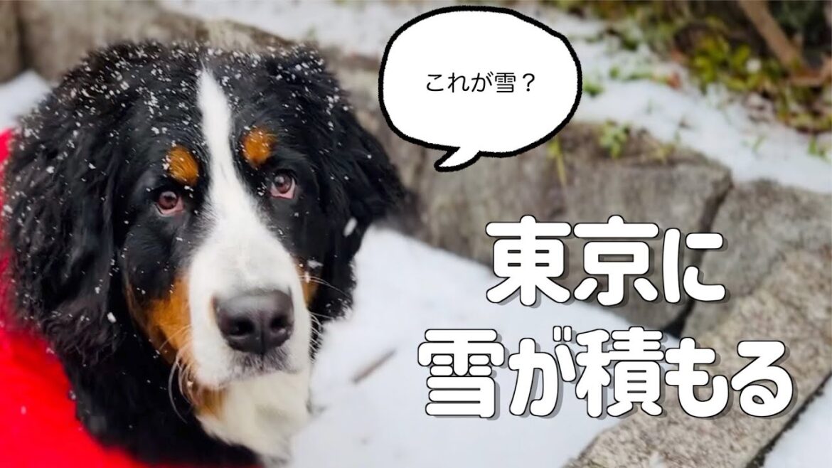 バーニーズマウンテンドッグ初めての雪を経験する