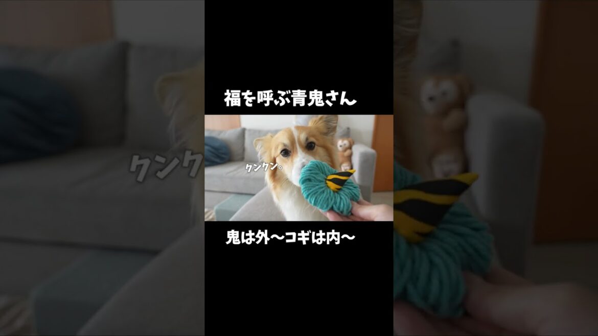 【節分】鬼は外～コギは内～【コーギー犬】 #shorts