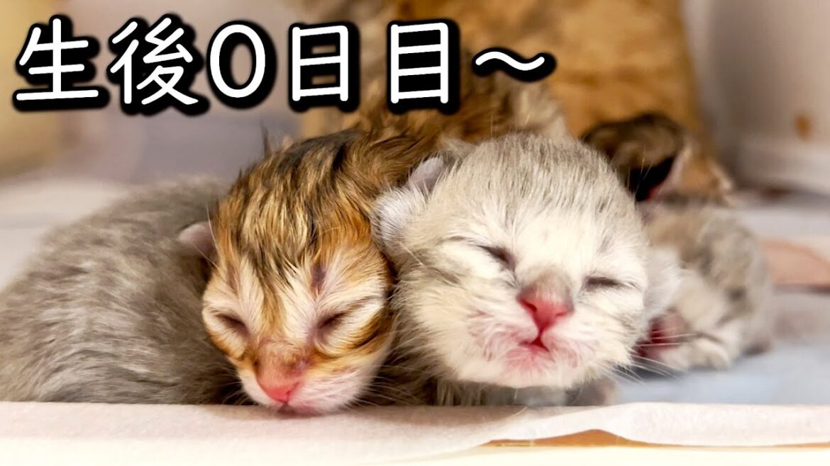 【ペルシャの子猫】生後0日の赤ちゃんの様子を見てみた件 ∼猫のいる生活Vol.614∼ 出産動画 マンチカン短足・ミヌエット・ペルシャ猫専門ブリーダー『ペット蔵人』【子猫の成長記録】 【ペルシャの子猫】生後0日の赤ちゃんの様子を見てみた件 ∼猫のいる生活Vol.614∼ 出産動画 マンチカン短足・ミヌエット・ペルシャ猫専門ブリーダー『ペット蔵人』【子猫の成長記録】