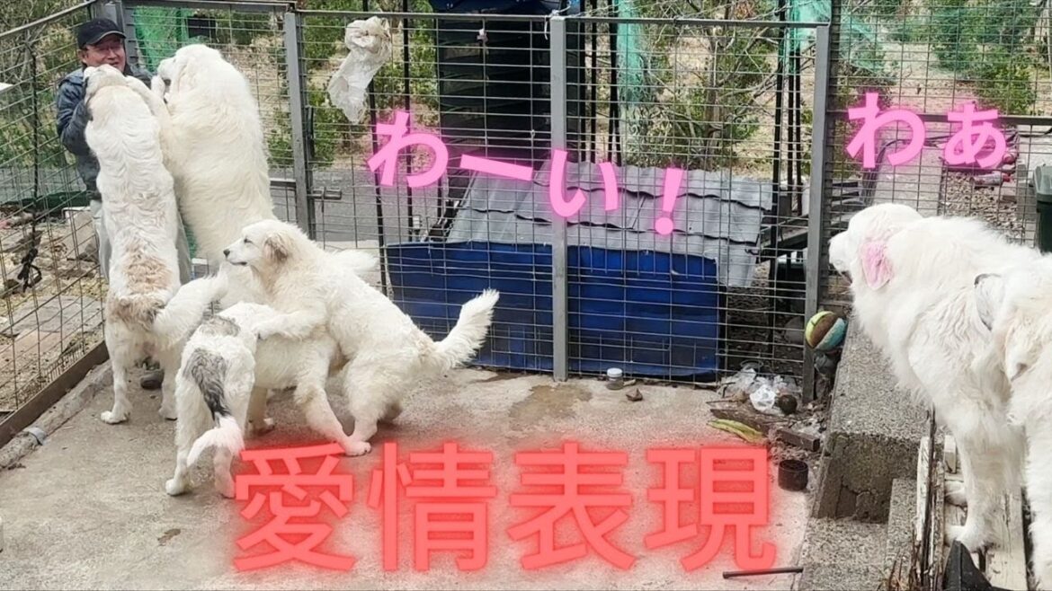 【いつも何度でも】毎回嬉しいんです【グレートピレニーズ】 【いつも何度でも】毎回嬉しいんです【グレートピレニーズ】