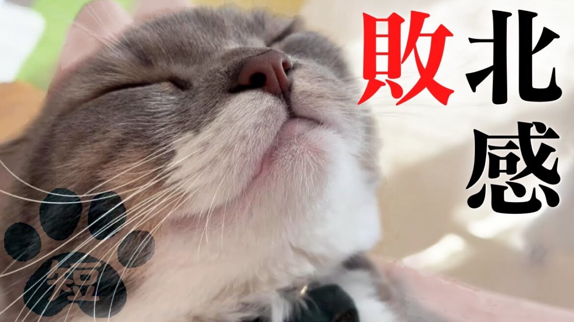 ミヌエット子猫と先住マンチカンが再会したらこうなった ミヌエット子猫と先住マンチカンが再会したらこうなった
