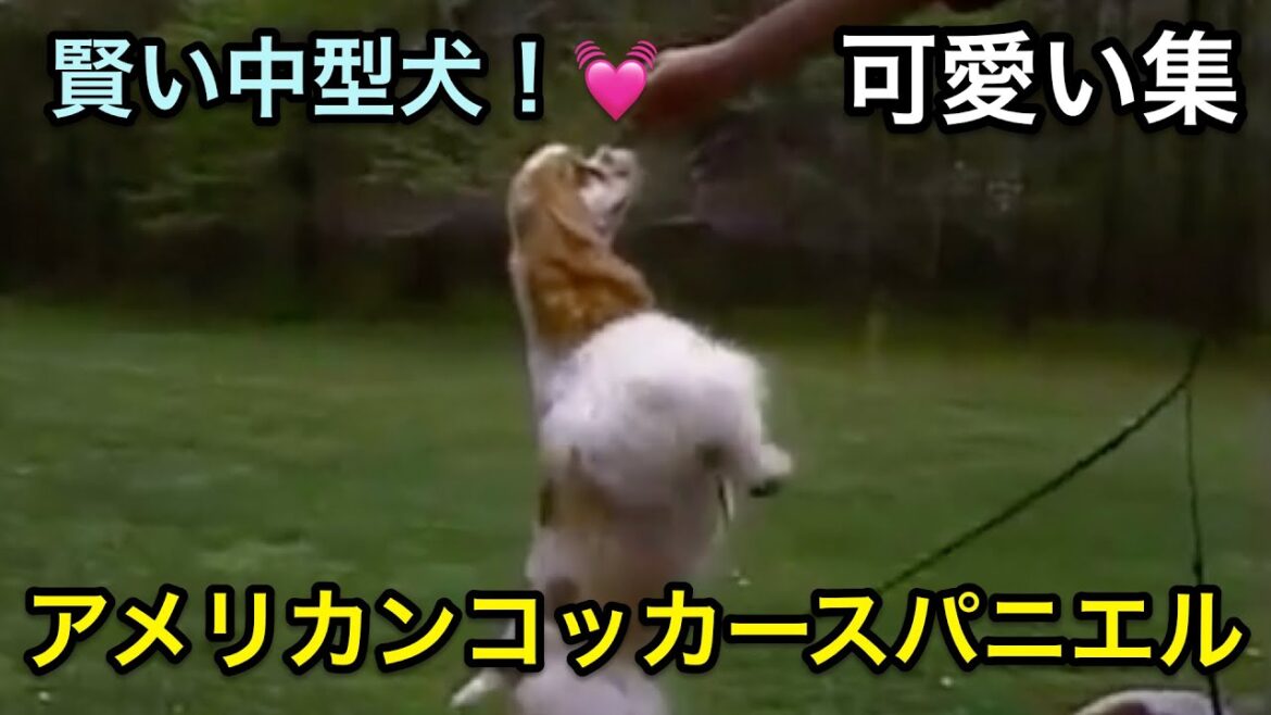 【犬】賢く、しつけが可能！？中型おおらか犬、アメリカンコッカースパニエルちゃんの可愛いシーン集【ミックス】
