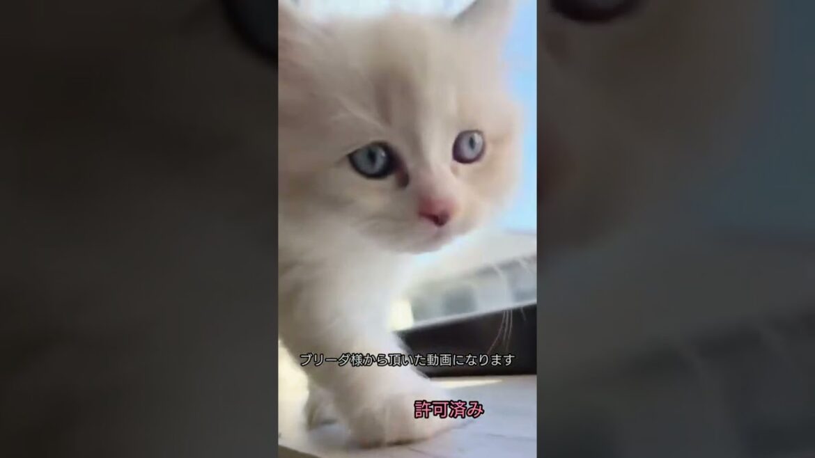 天使みたいな子猫と新しい家族に#ラガマフィン