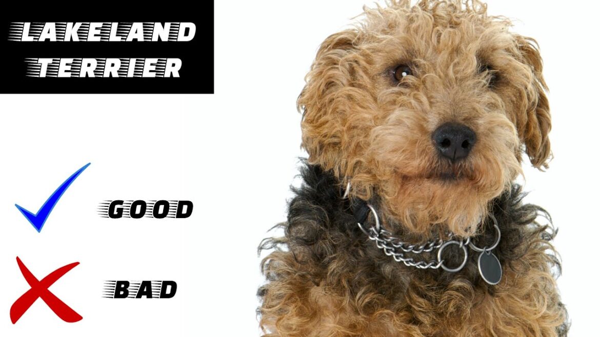 Lakeland terrier Pros And Cons | The Good And The Bad