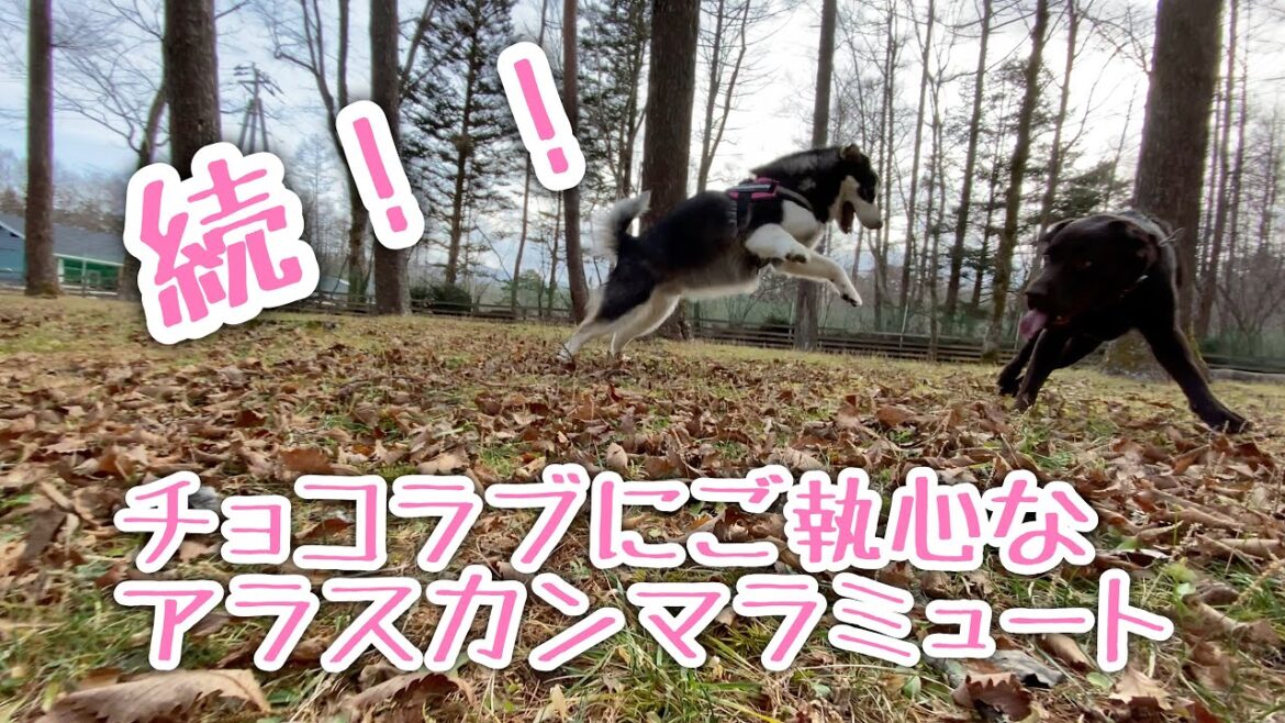 続・チョコラブちゃんにご執心なアラスカンマラミュート【桜空】