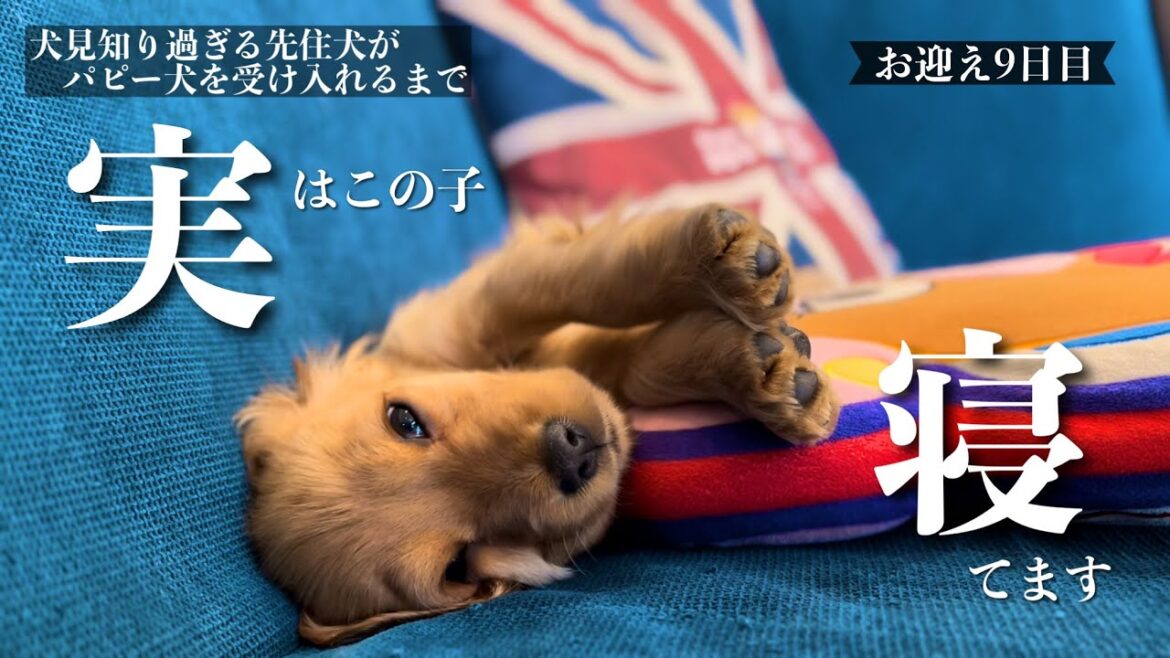 【犬見知り過ぎる先住犬がパピー犬を受け入れるまで#12】お迎え9日目　イングリッシュコッカースパニエル「みみ」の気持ち