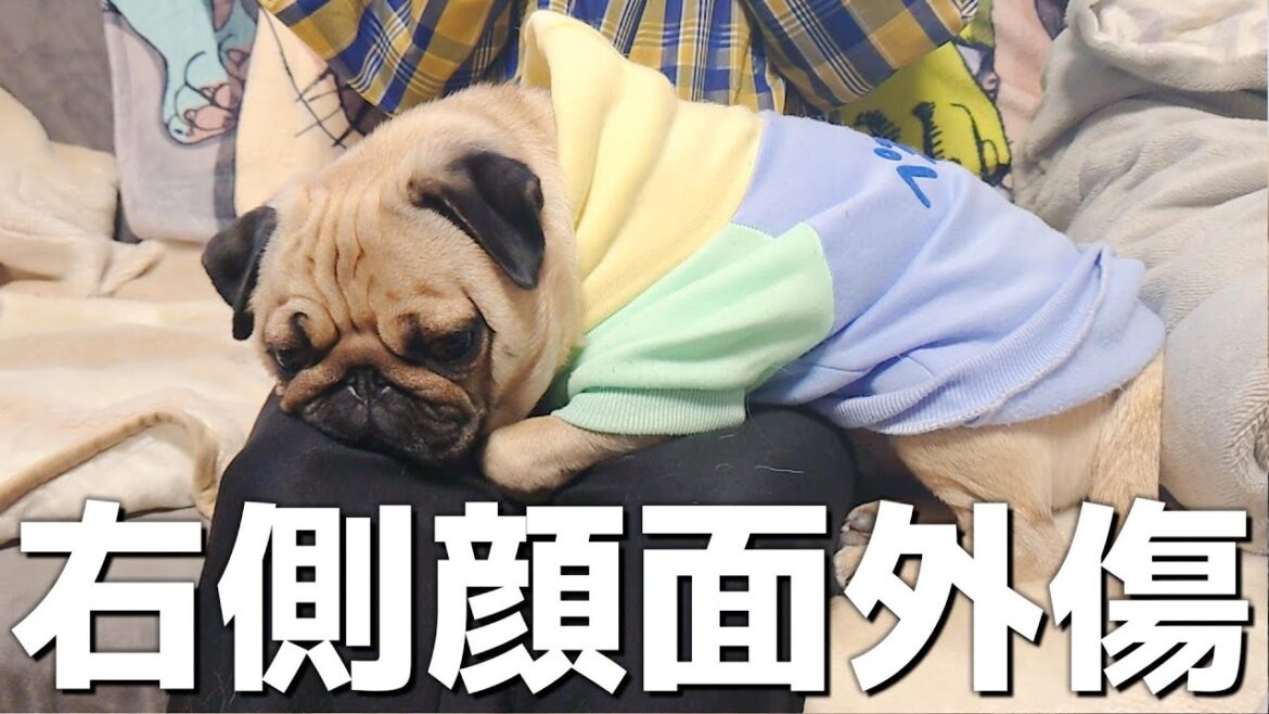 【突然】パグが他の犬に右目を噛まれました｜振り向いた瞬間にガブッ｜右側顔面外傷｜パグのぺろ吉pug犬｜