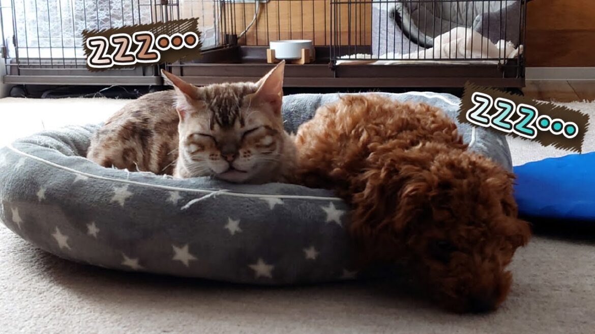 並んで寝る姿が可愛いベンガル猫とトイプードル -Cute bengal cat and toy poodle that sleep side by side-