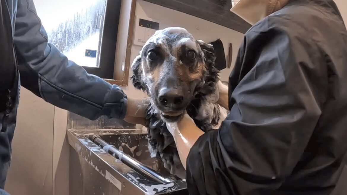 シャンプーでは大暴れする愛犬が、エステしたらとろけました【ジャーマンシェパード】
