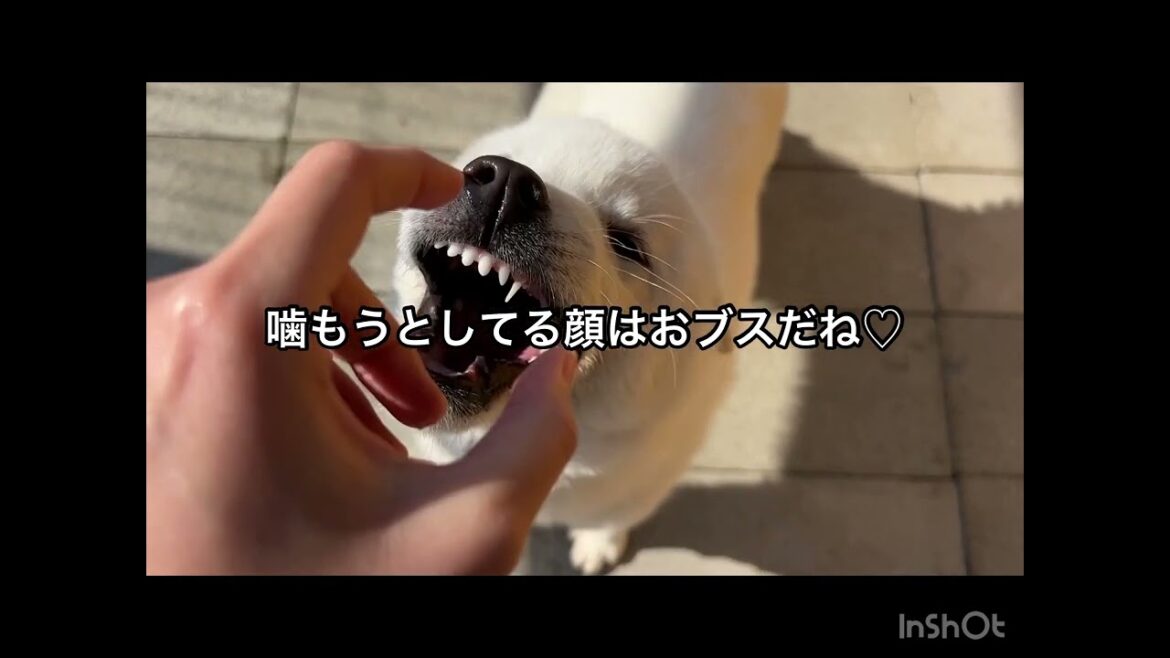 紀州犬トキ君と遊んだら…！