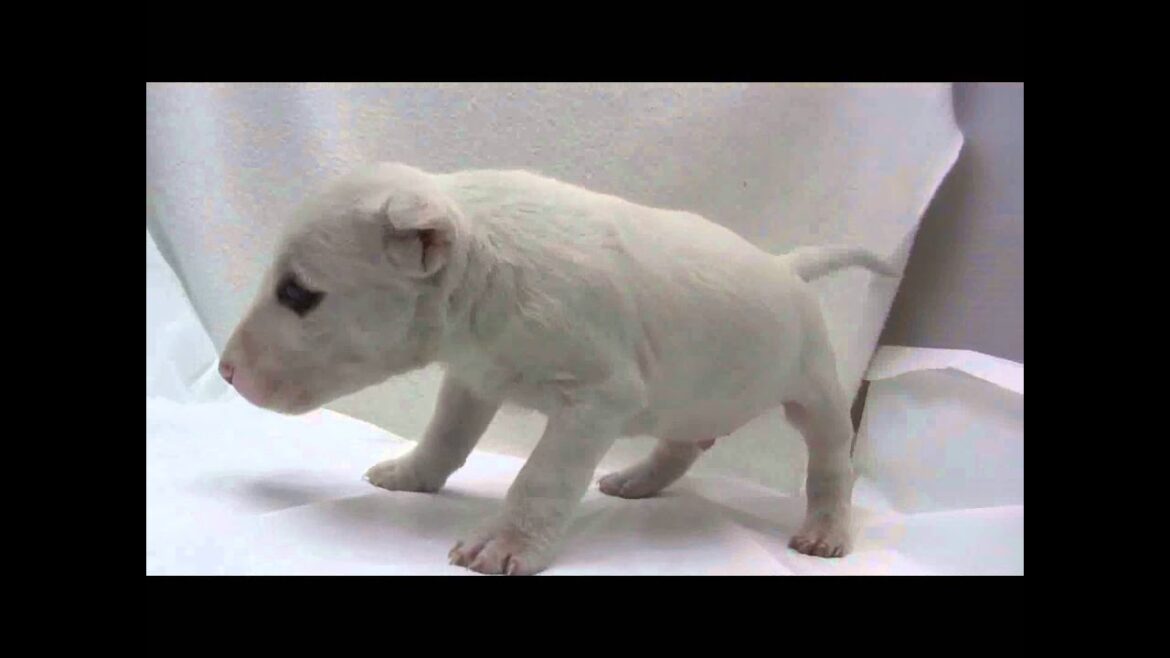 ミニチュアブルテリアの子犬04