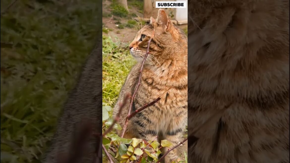 “Meet the Most Beautiful Brown Cat: Adorable and Majestic!” "Meet the Most Beautiful Brown Cat: Adorable and Majestic!"