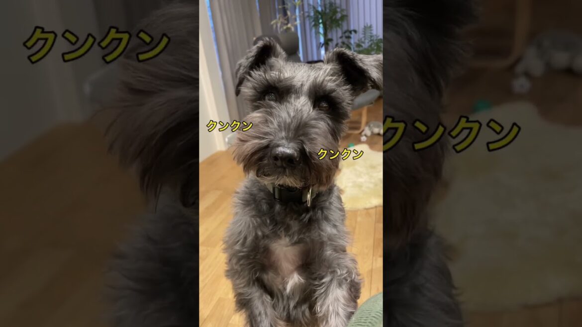 干し芋だよ