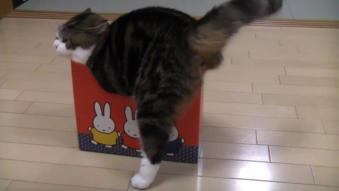 いろいろな小さく過ぎる箱とねこ。