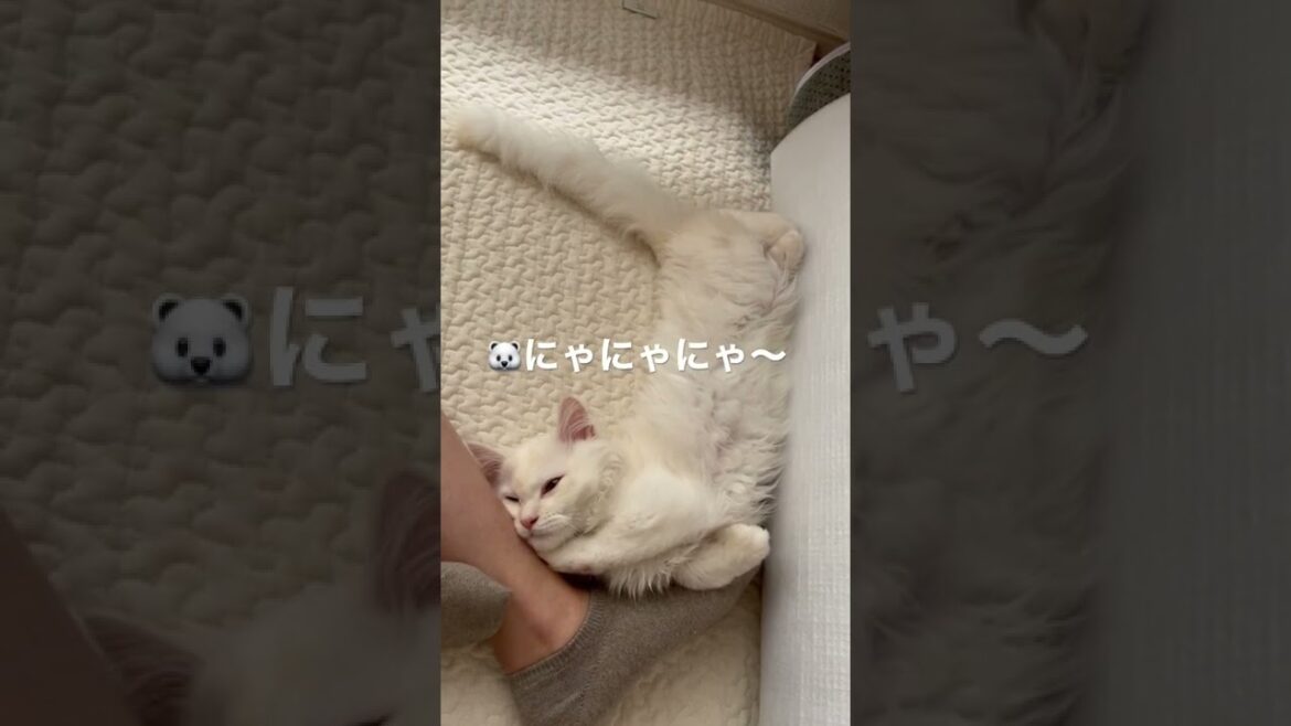 【サイベリアン子猫】飼い主の足を枕にして寝る子猫【白猫】#shorts #サイベリアン #子猫 #子猫お迎え #白猫