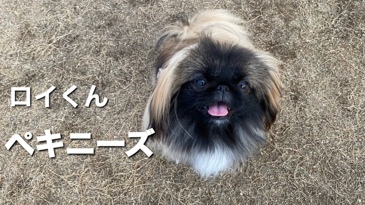 ペキニーズ　ロイくん【pekingese】